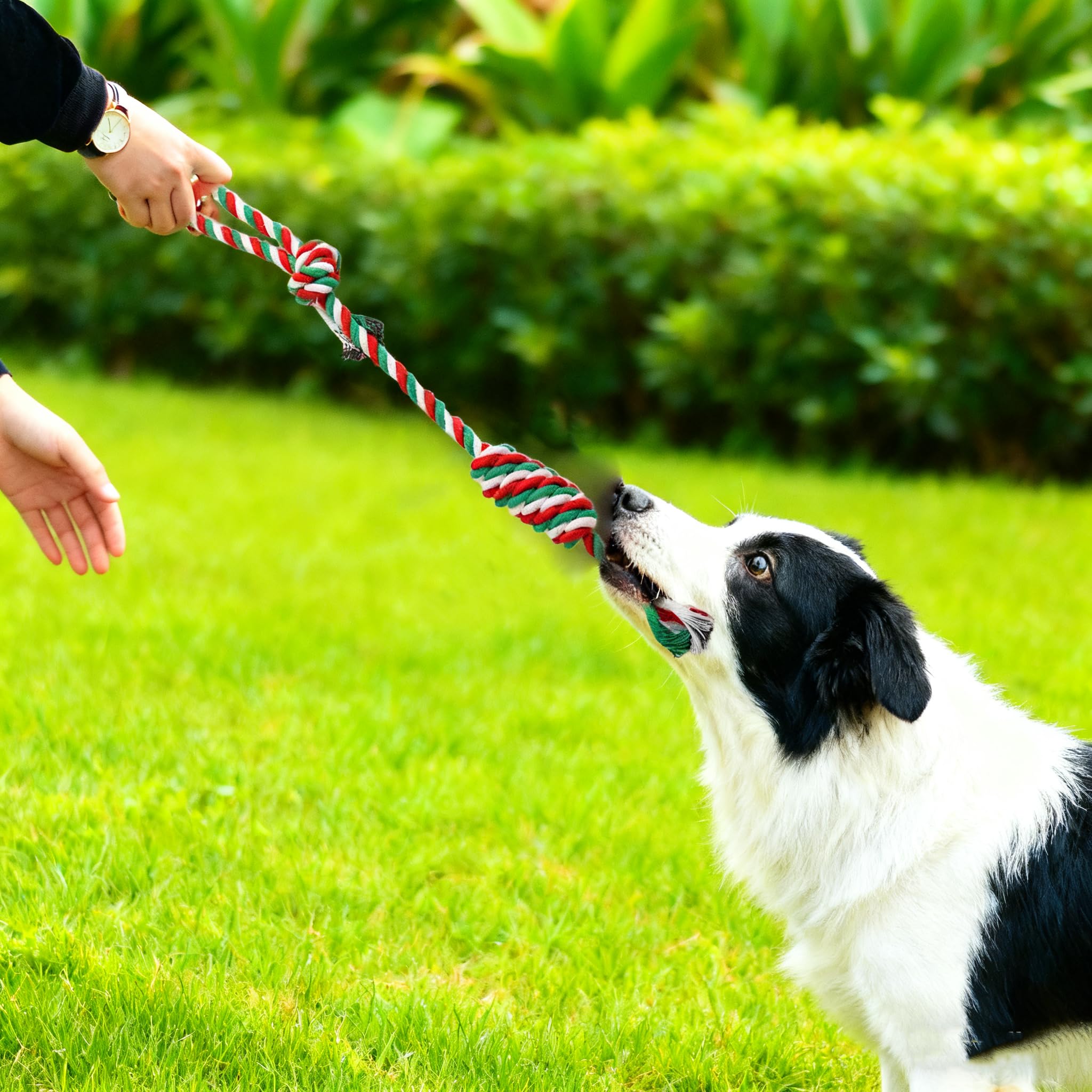 Christmas Dog Toy Set tug-of-war scene shows bonding and energy burn during play