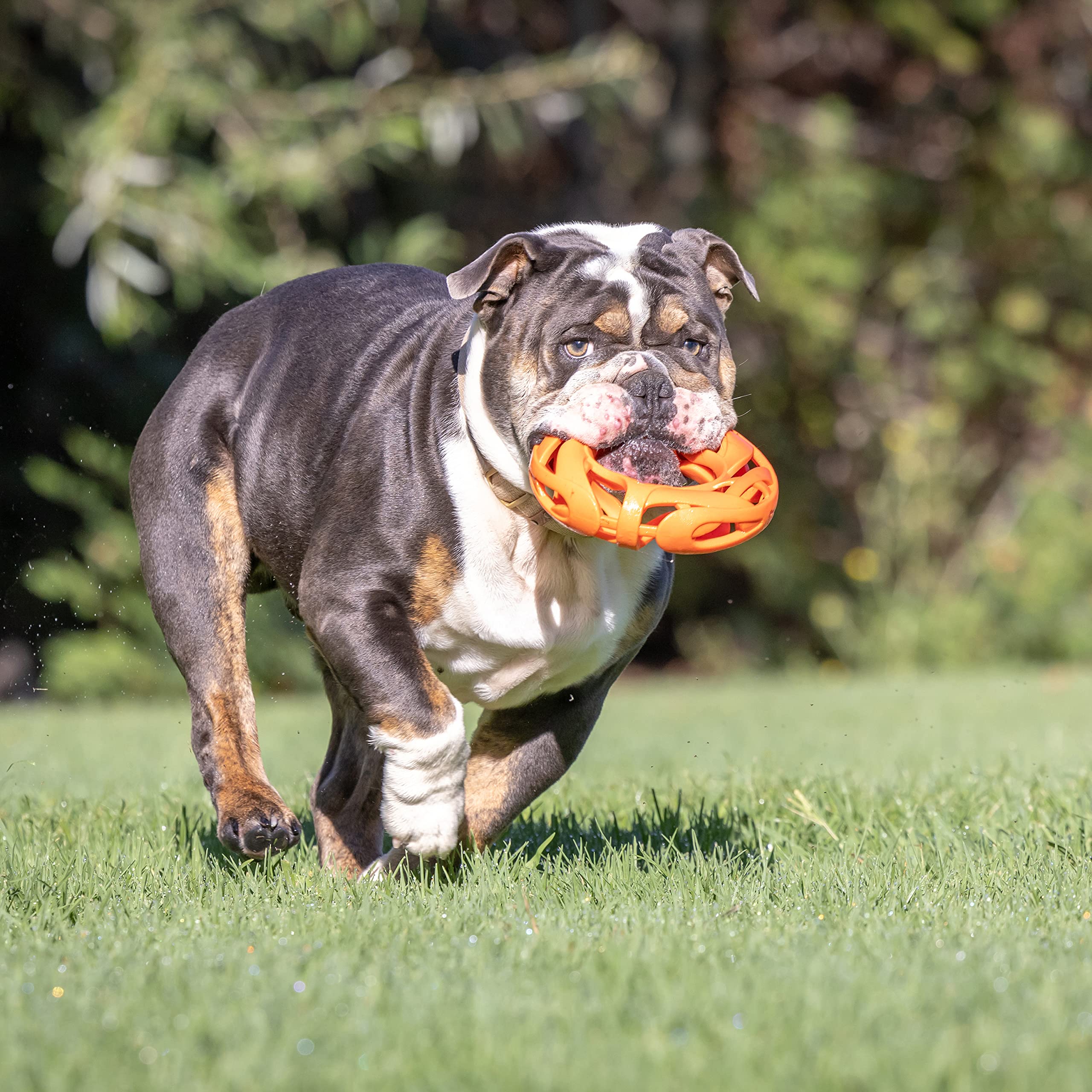 Chuckit! Air Fetch Wheel 8-inch size for versatile breed fit
