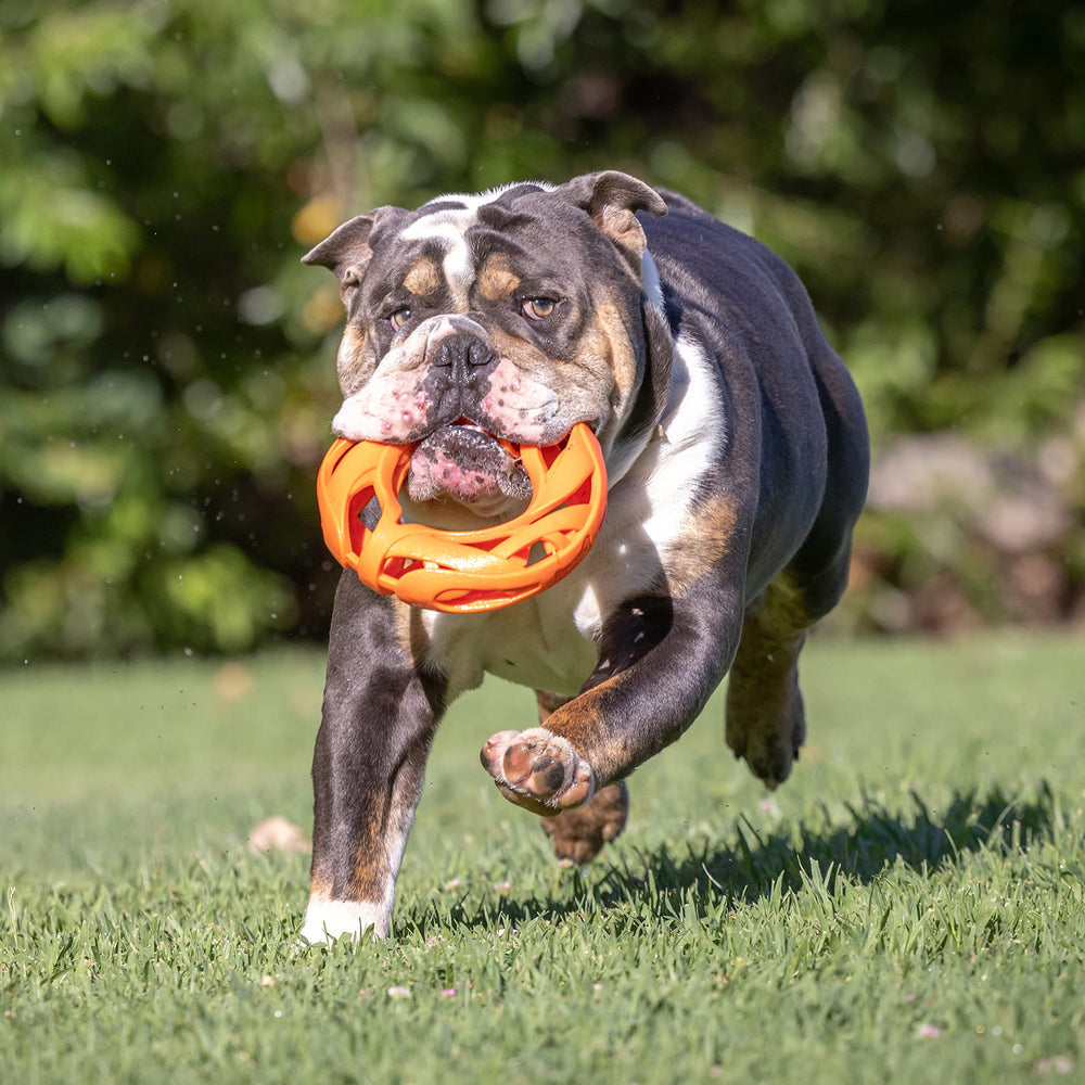Chuckit! Air Fetch Wheel brachycephalic-friendly design supports easier grabbing
