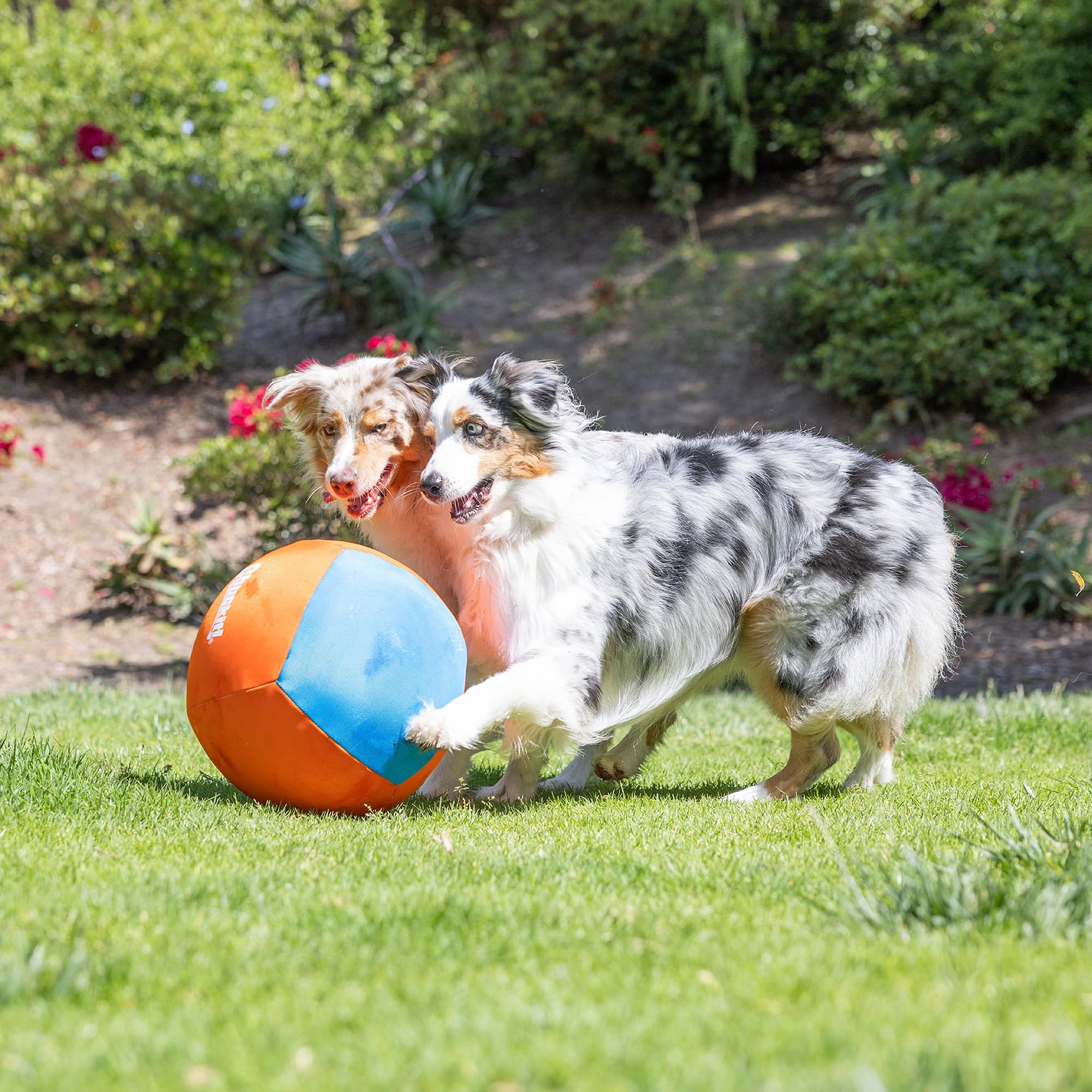 Chuckit! Big Air Ball enhances mental stimulation during interactive fetch games.