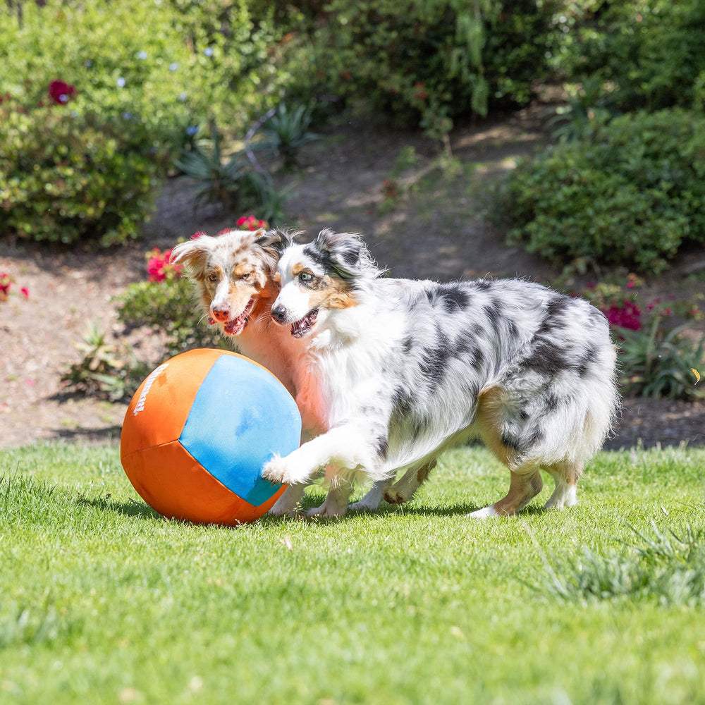 Chuckit! Big Air Ball enhances mental stimulation during interactive fetch games.
