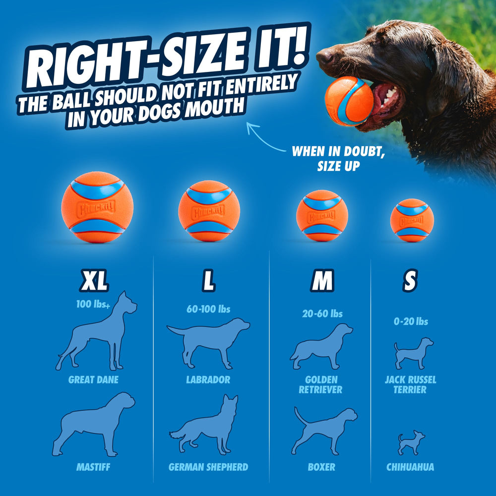 Chuckit dog playing fetch in backyard demonstrates active bonding through play.