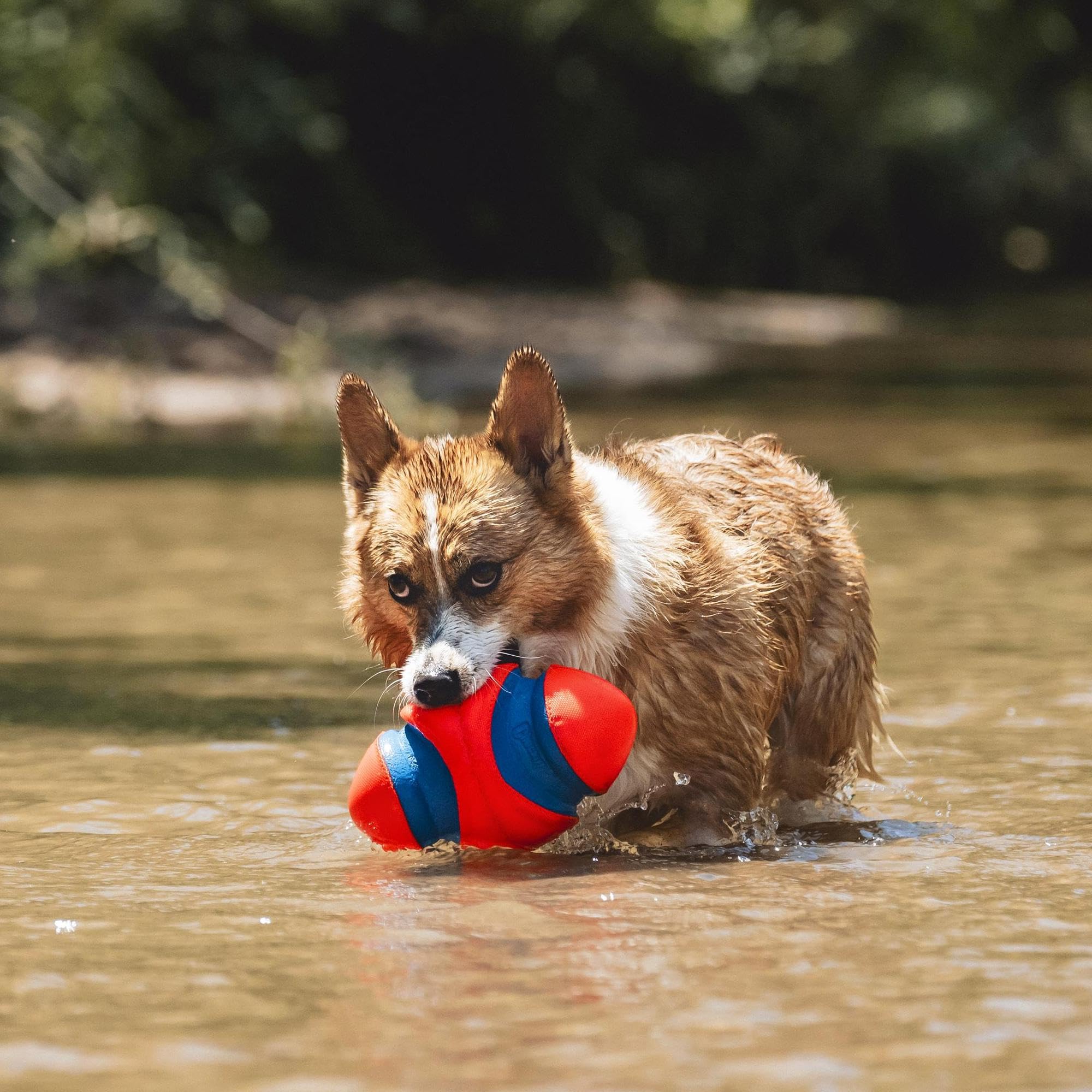 Chuckit! Fumble Fetch high-visibility colors help spotting from a distance.