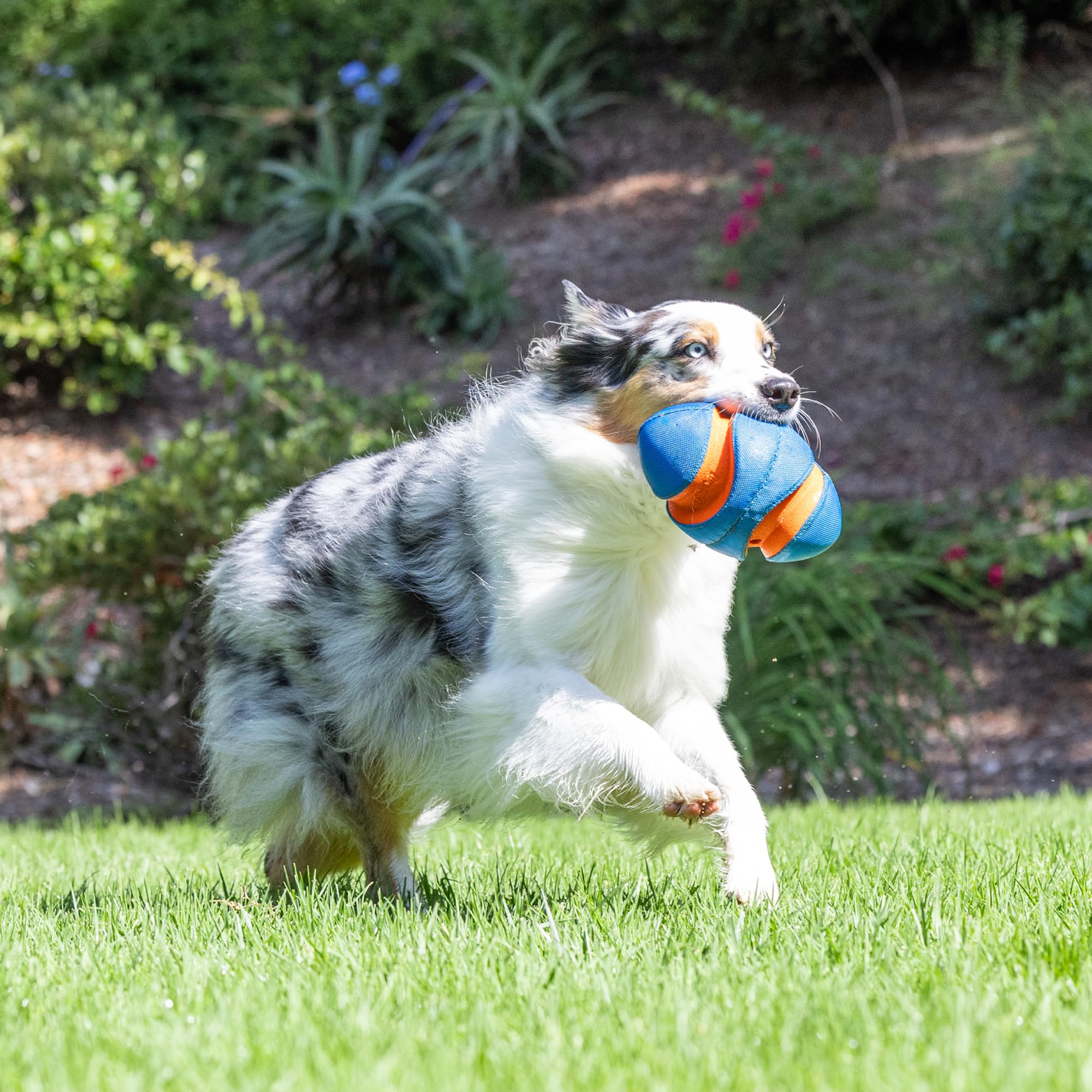 Chuckit! Giggle Fumble ball pack play scene with multiple dogs chasing the ball.