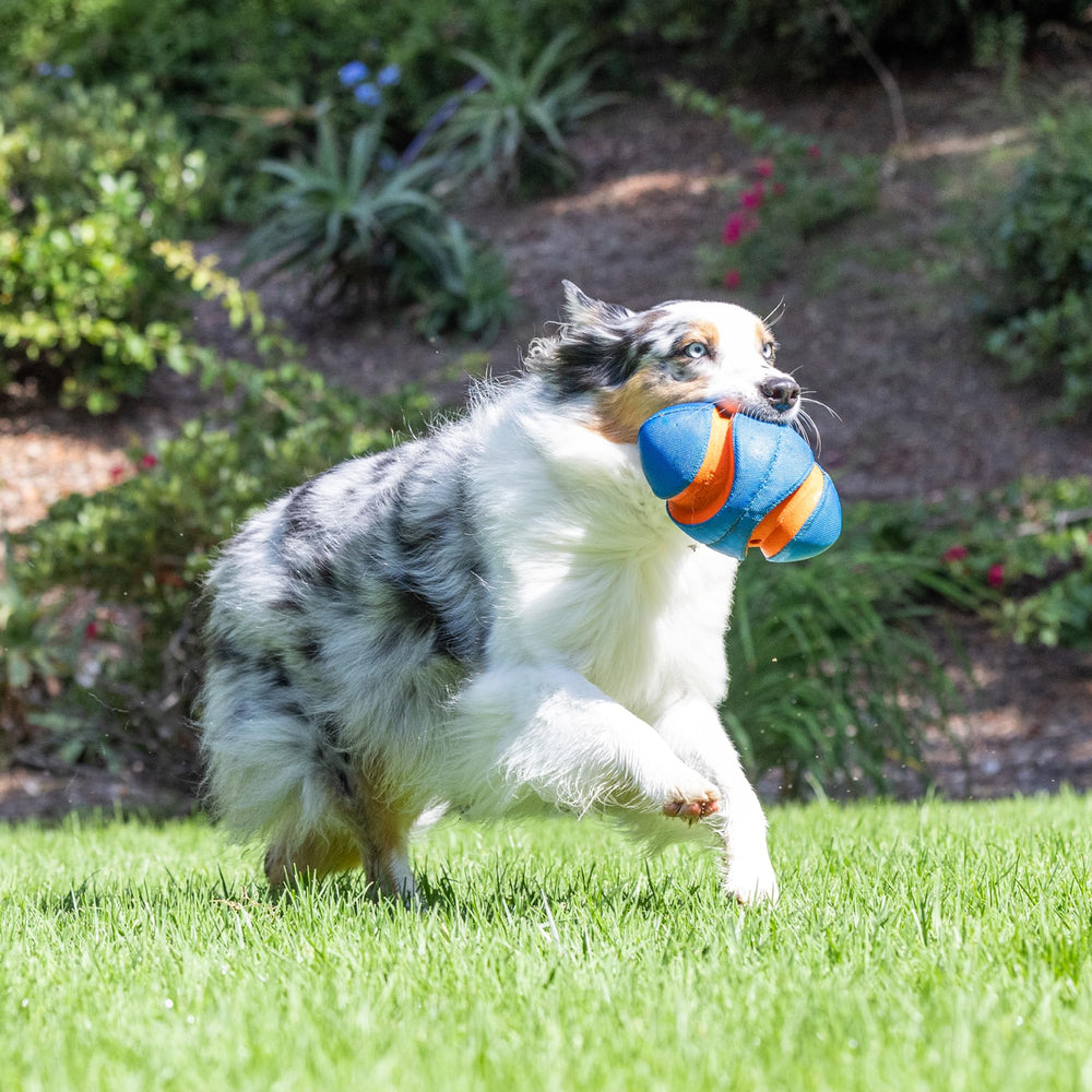 Chuckit! Giggle Fumble ball pack play scene with multiple dogs chasing the ball.