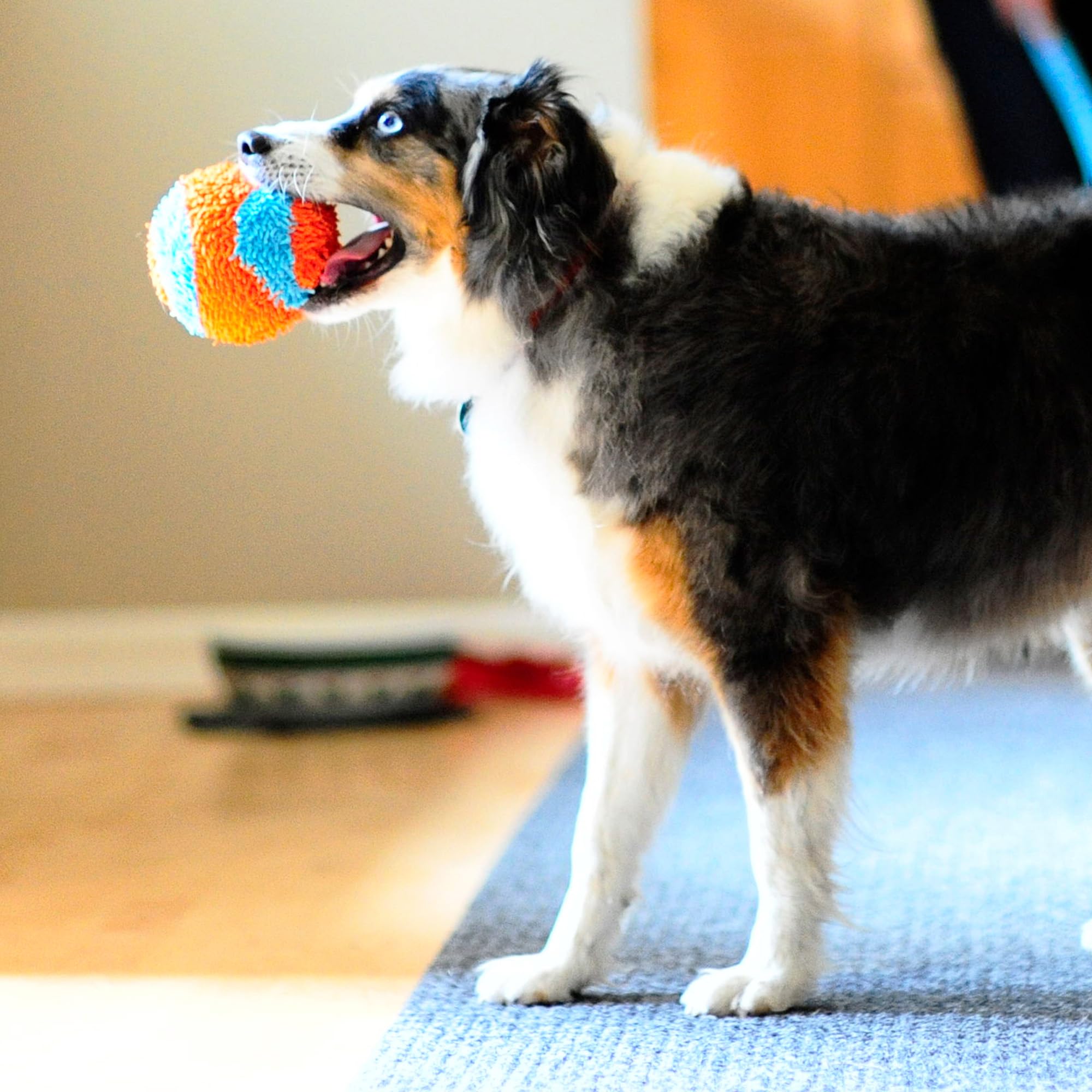 Chuckit! Indoor Play on hardwood floor demonstrating indoor fetch