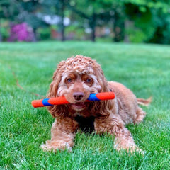 Chuckit! RingChaser Launcher paired with Fetch Stick enables slobber-free pickup.