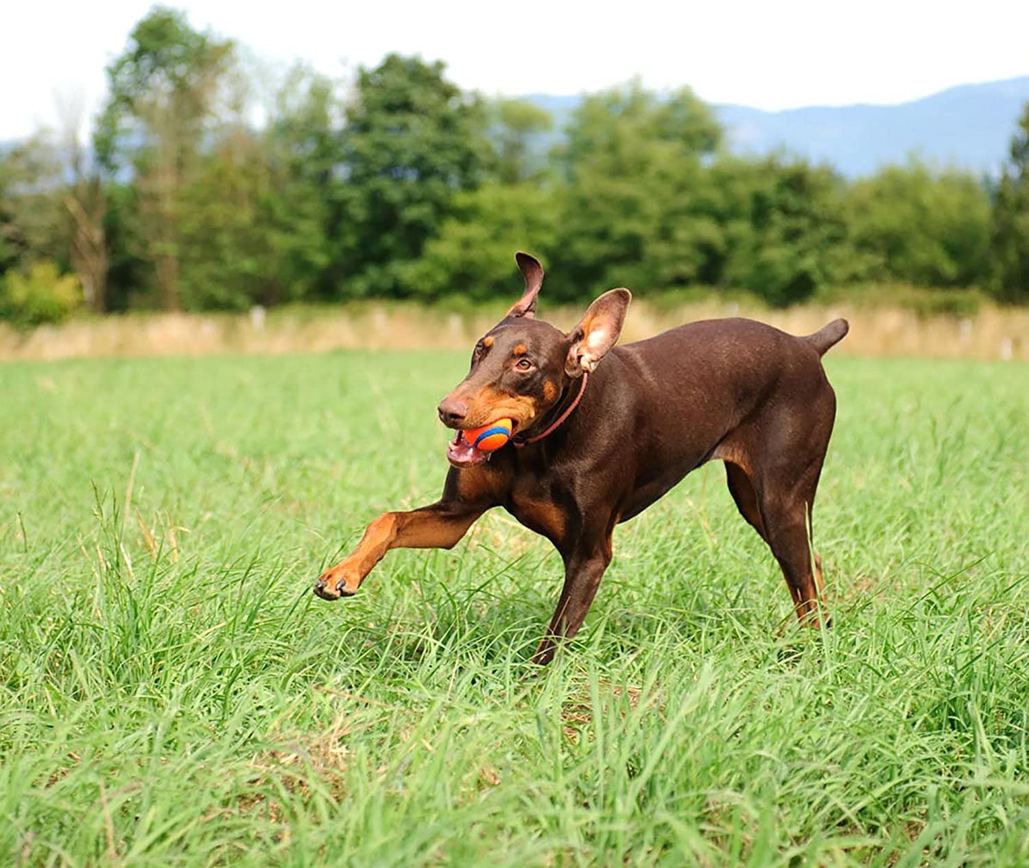 ChuckIt! Ultra Ball action-ready for high-energy outdoor fetch adventures.