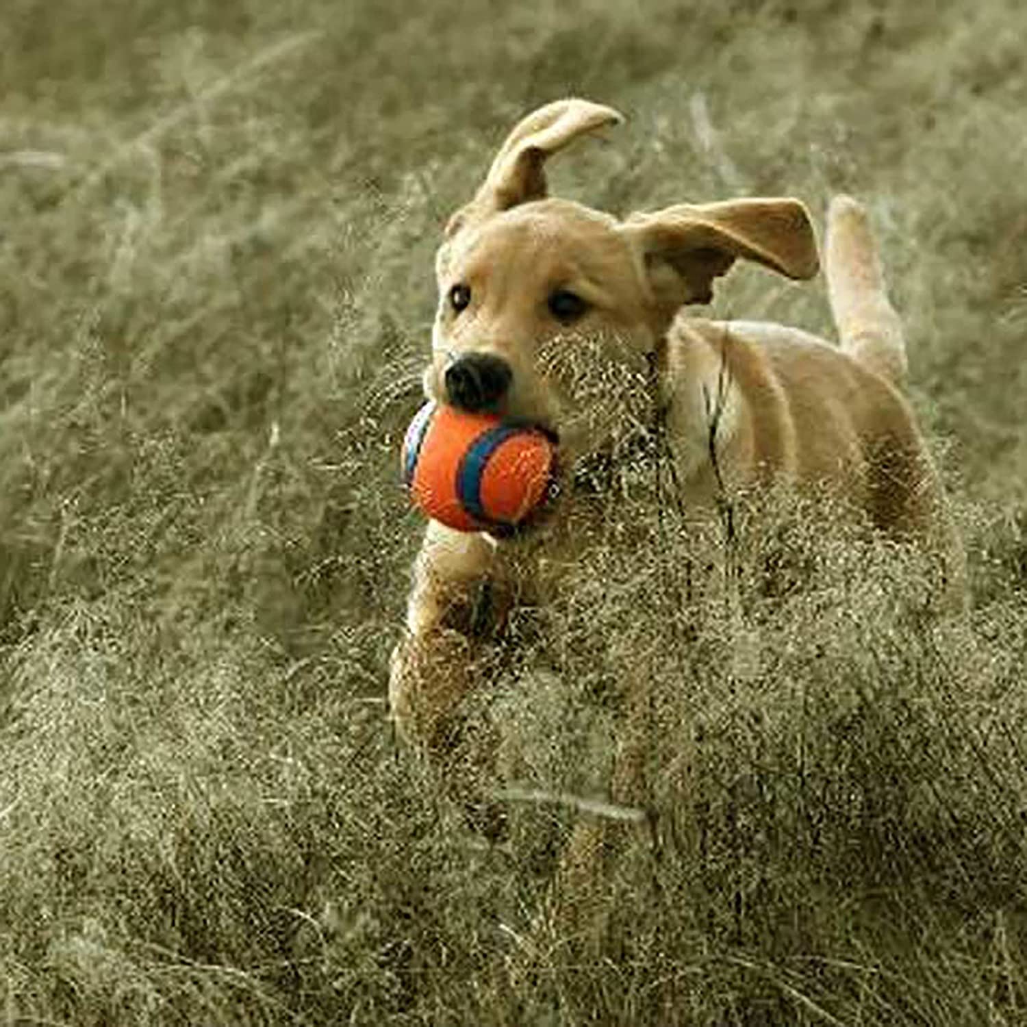 Chuckit! Ultra Ball four-pack keeps play going.