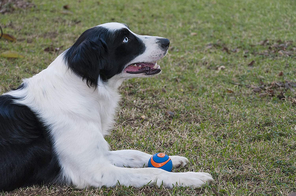 Chuckit Ultra Squeaker Ball triple-pack option supports rotating toy inventory.