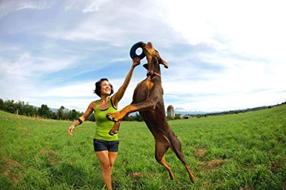 Chuckit Zipflight Amphibious Ring floats enabling easy retrieval from water