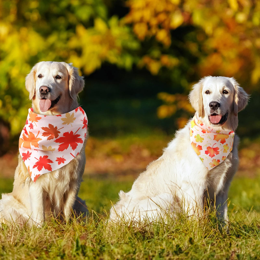 Chunful fall occasions photo scene showcasing bright maple leaves on pets.