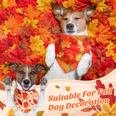 Chunful pumpkin design bandana adds seasonal charm for pet photos.