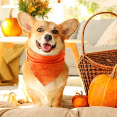 Chunful autumn colors variety shown on dogs for seasonal outings