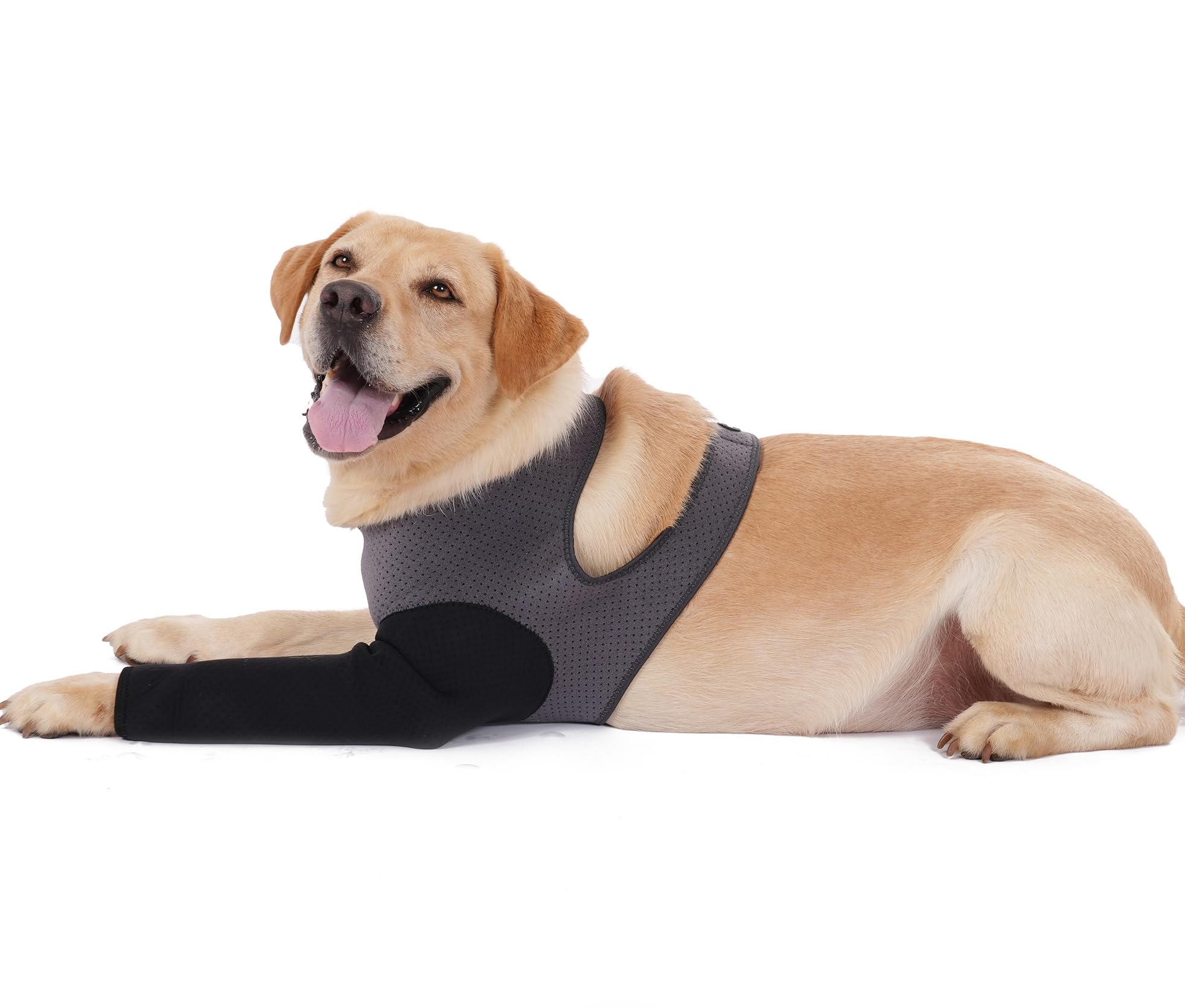Cilkus Dog Recovery Sleeve front leg on dog for shielding wounds and preventing licking