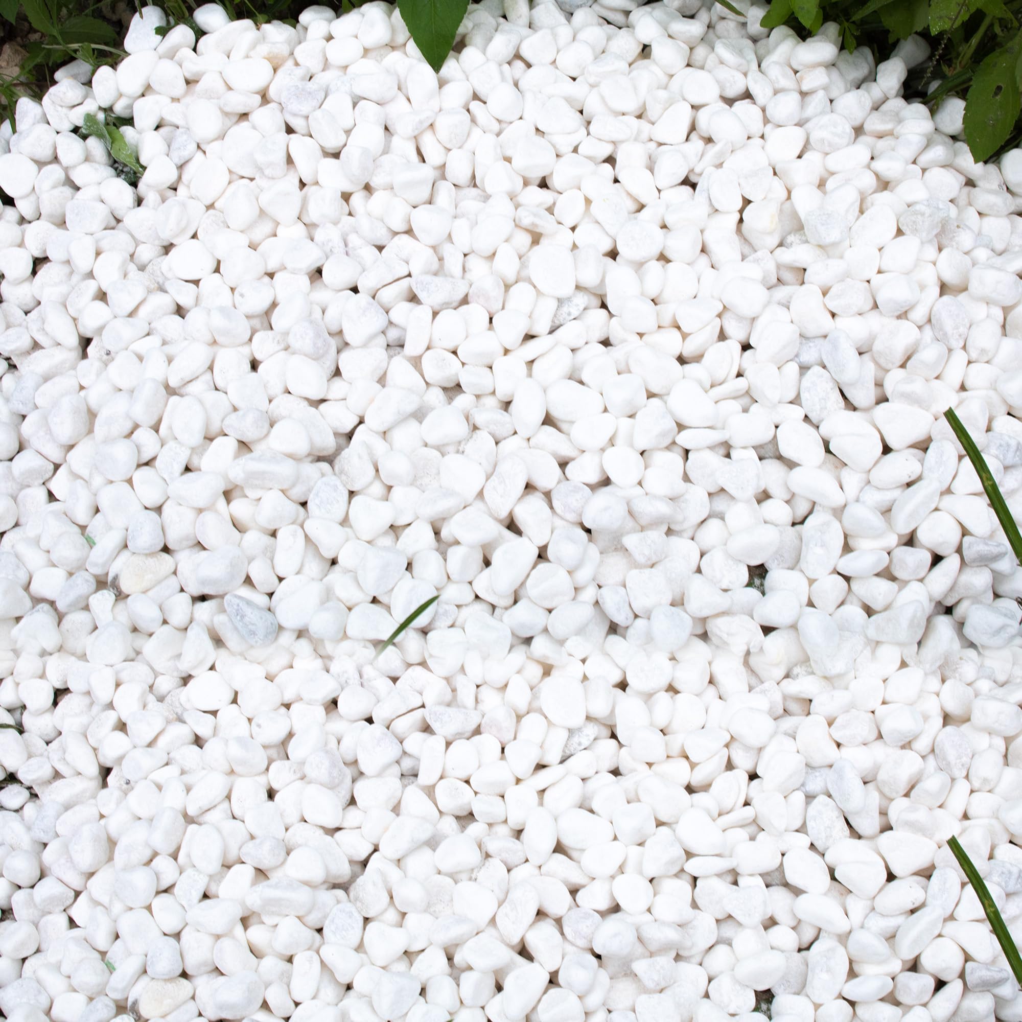 CJGQ 45lb white rocks for plants highlight clean texture in pots and planters.