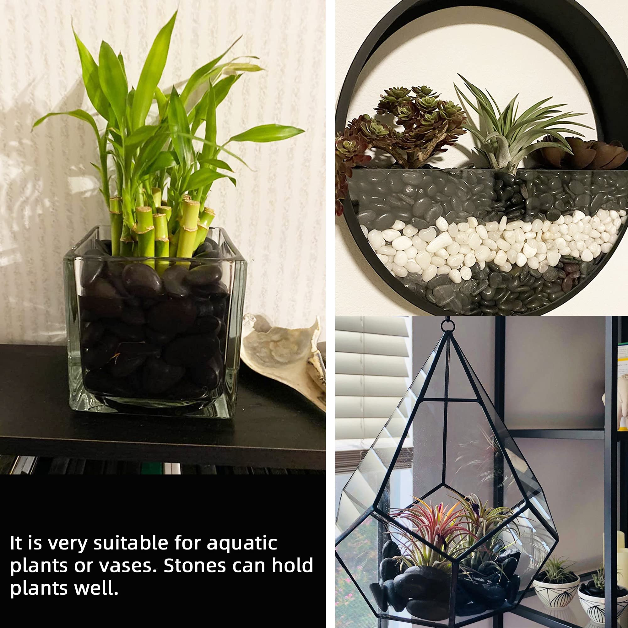 CJGQ black pebbles in succulent container add contrast and moisture retaining decor.