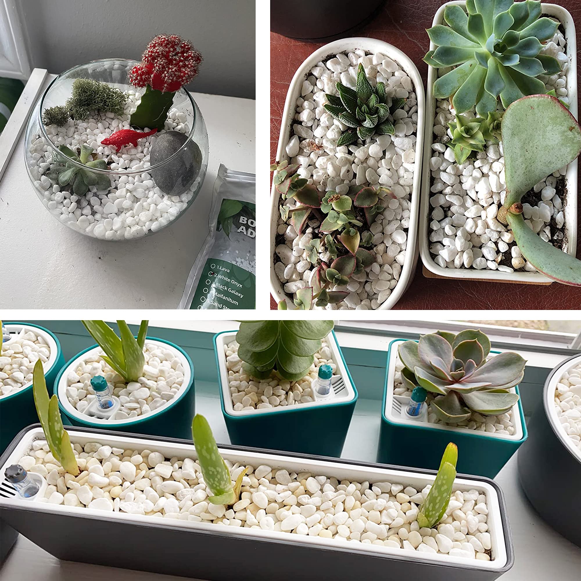 CJGQ white rocks terrarium setup highlight modern plant displays with drama.