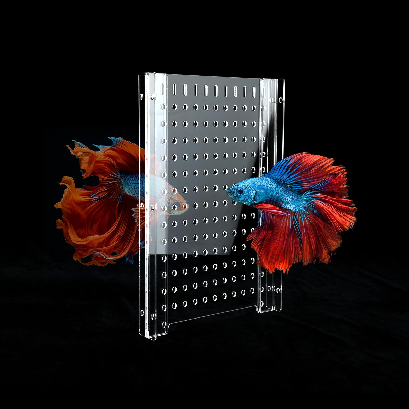 CLarellara acrylic fish tank divider setup demonstrates adjustable width for 10-gallon tanks.