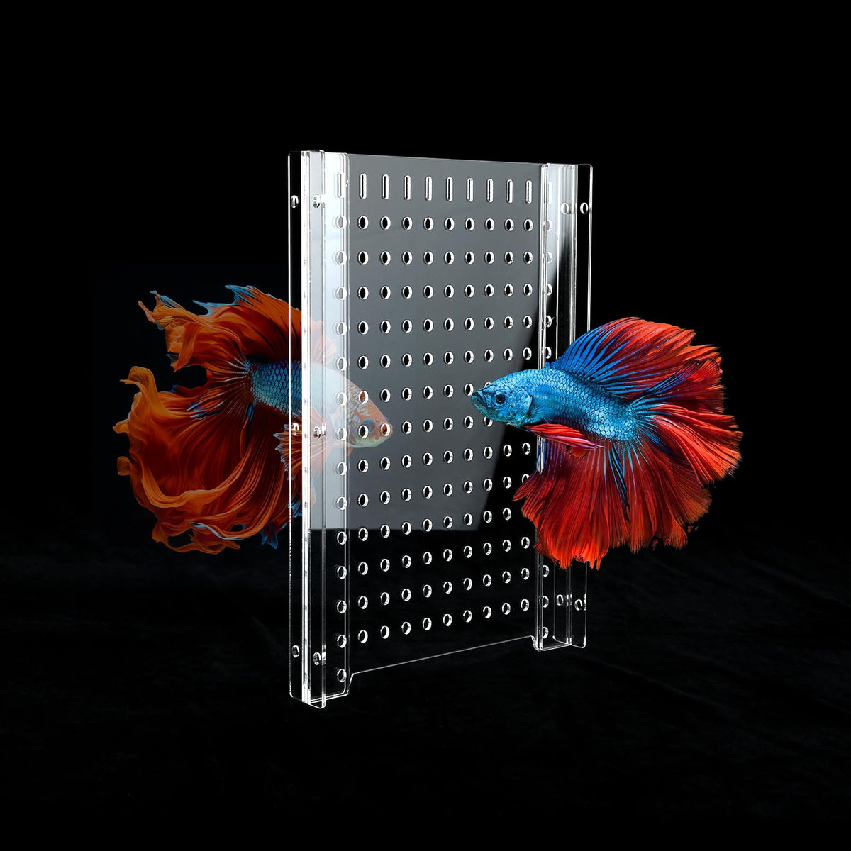 CLarellara acrylic fish tank divider setup demonstrates adjustable width for 10-gallon tanks.