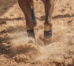 Classic Equine Legacy2 boot in use during training to protect suspensory area.