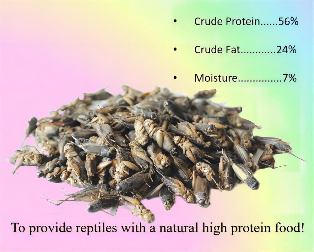 Classic Flock freeze-dried cricket bowl served demonstrates mess-free, easy feeding for pets.
