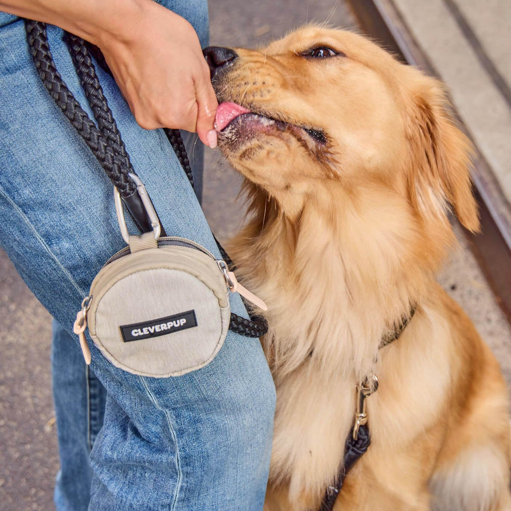 Cleverpup Snackpack attached to leash or belt with secure carabiner.