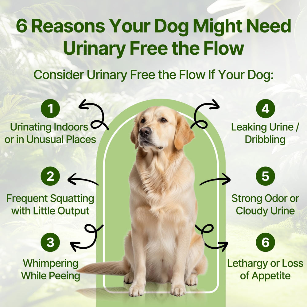 Clidelan dog UTI treatment liquid drops easy daily dosing and hydration for urinary health.