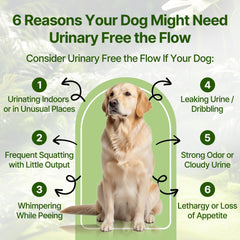 Clidelan dog UTI treatment liquid drops easy daily dosing and hydration for urinary health.