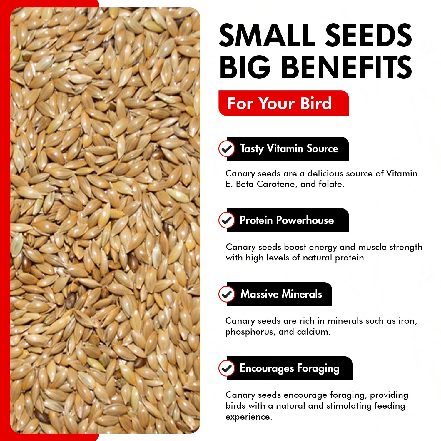 Close-up of Morning Bird Canary Seed showing diverse seed varieties.