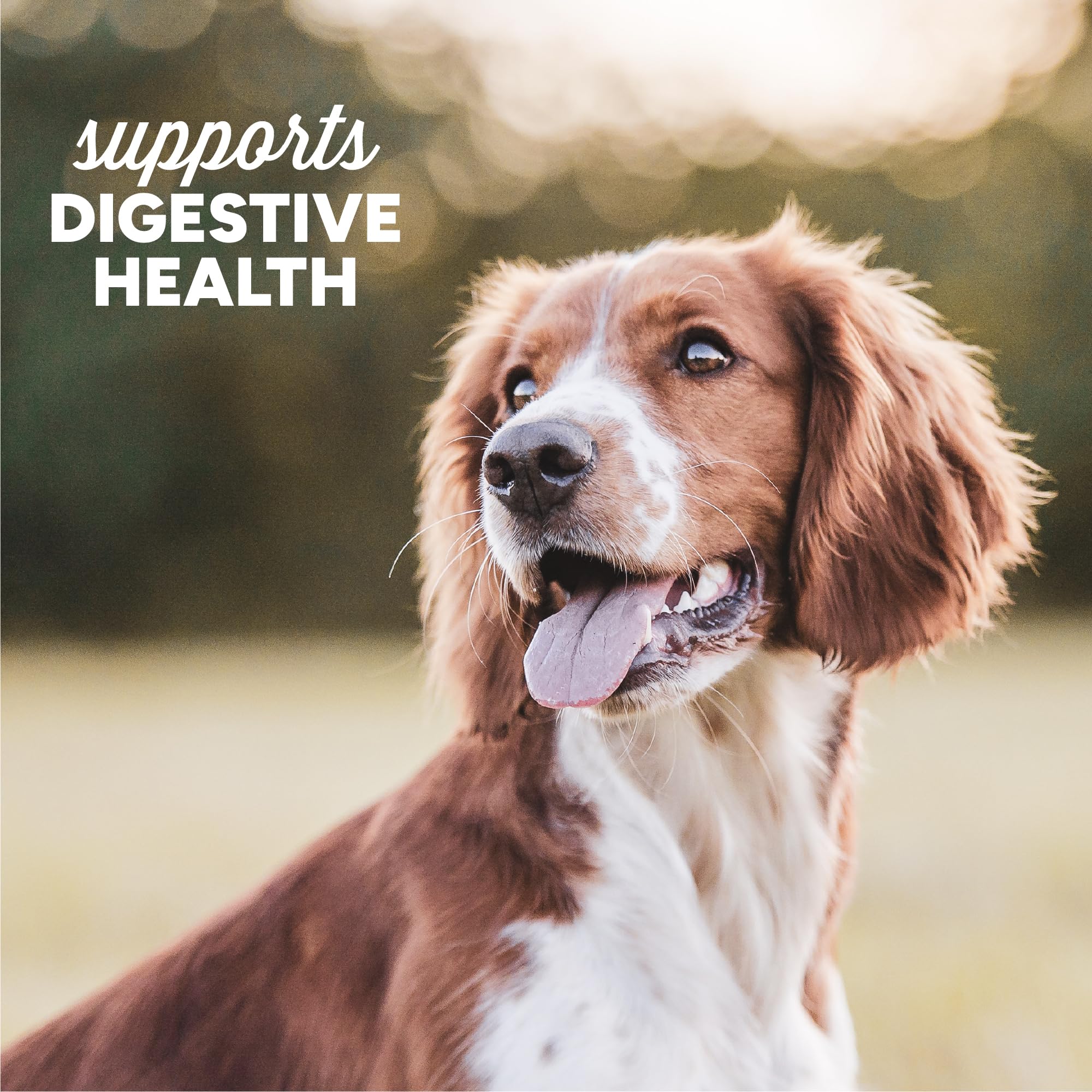 Cloud Star Dynamo Dog Tummy Soft Chews no artificial flavors badge conveys clean ingredients