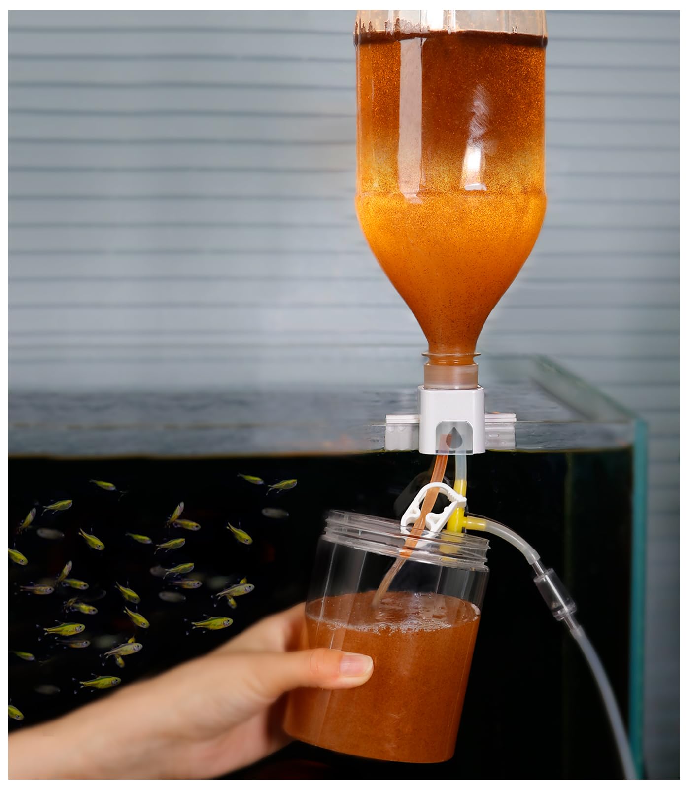 Clscea Aquarium brine shrimp incubator assembly for easy startup.