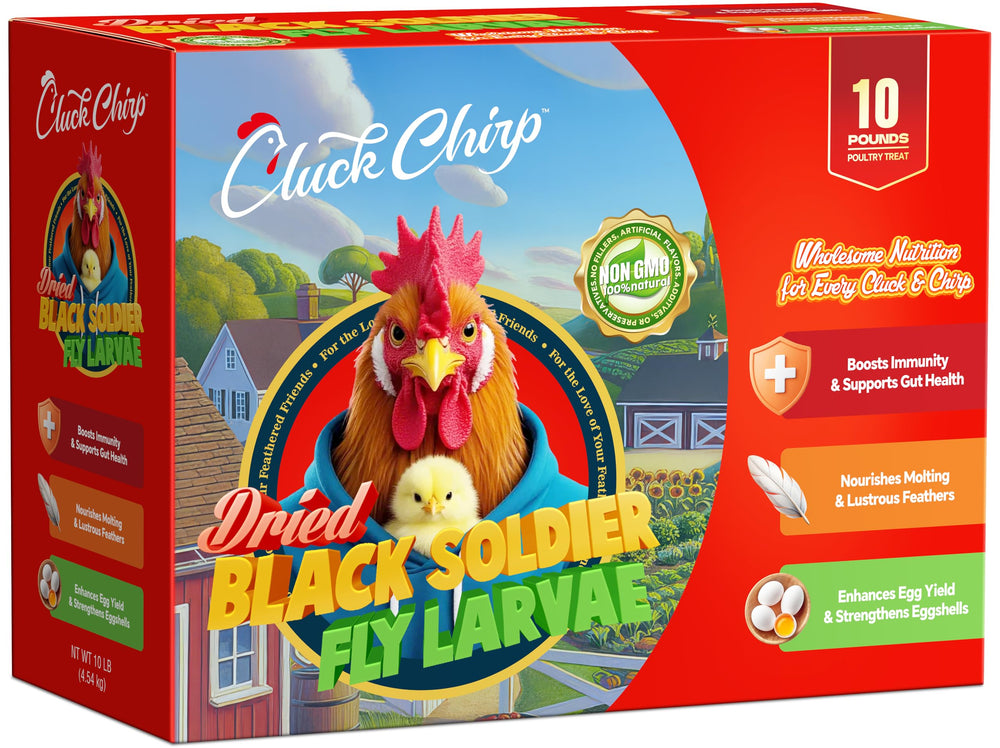 Cluck Chirp dried BSFL larvae box closeup boosts protein nutrition for flocks.
