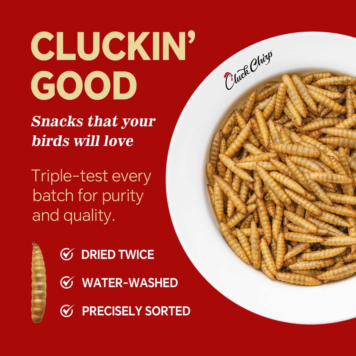 Cluck Chirp BSFL larvae in feed bowl promotes steady egg production.