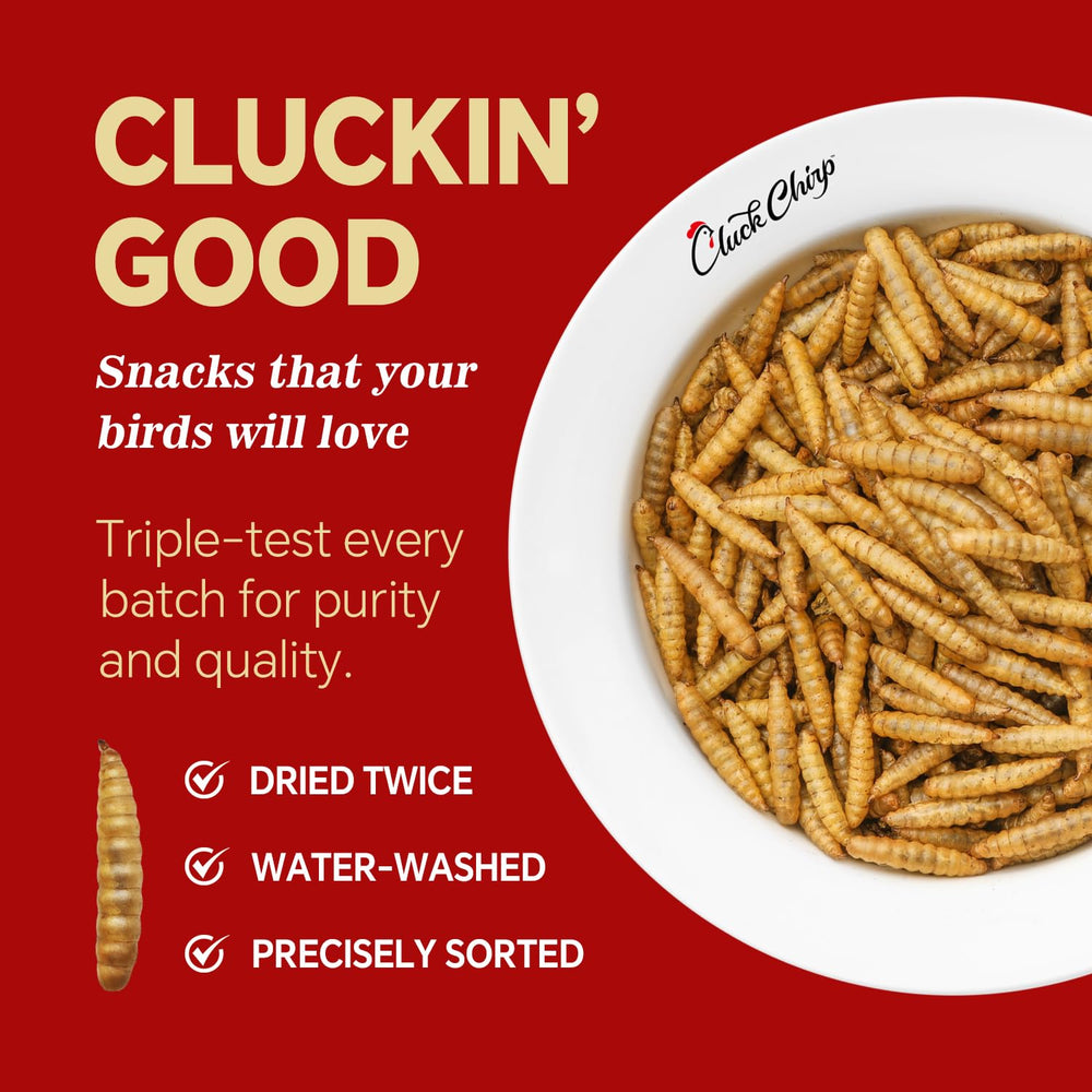 Cluck Chirp BSFL larvae in feed bowl promotes steady egg production.