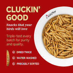 Cluck Chirp BSFL larvae in feed bowl promotes steady egg production.