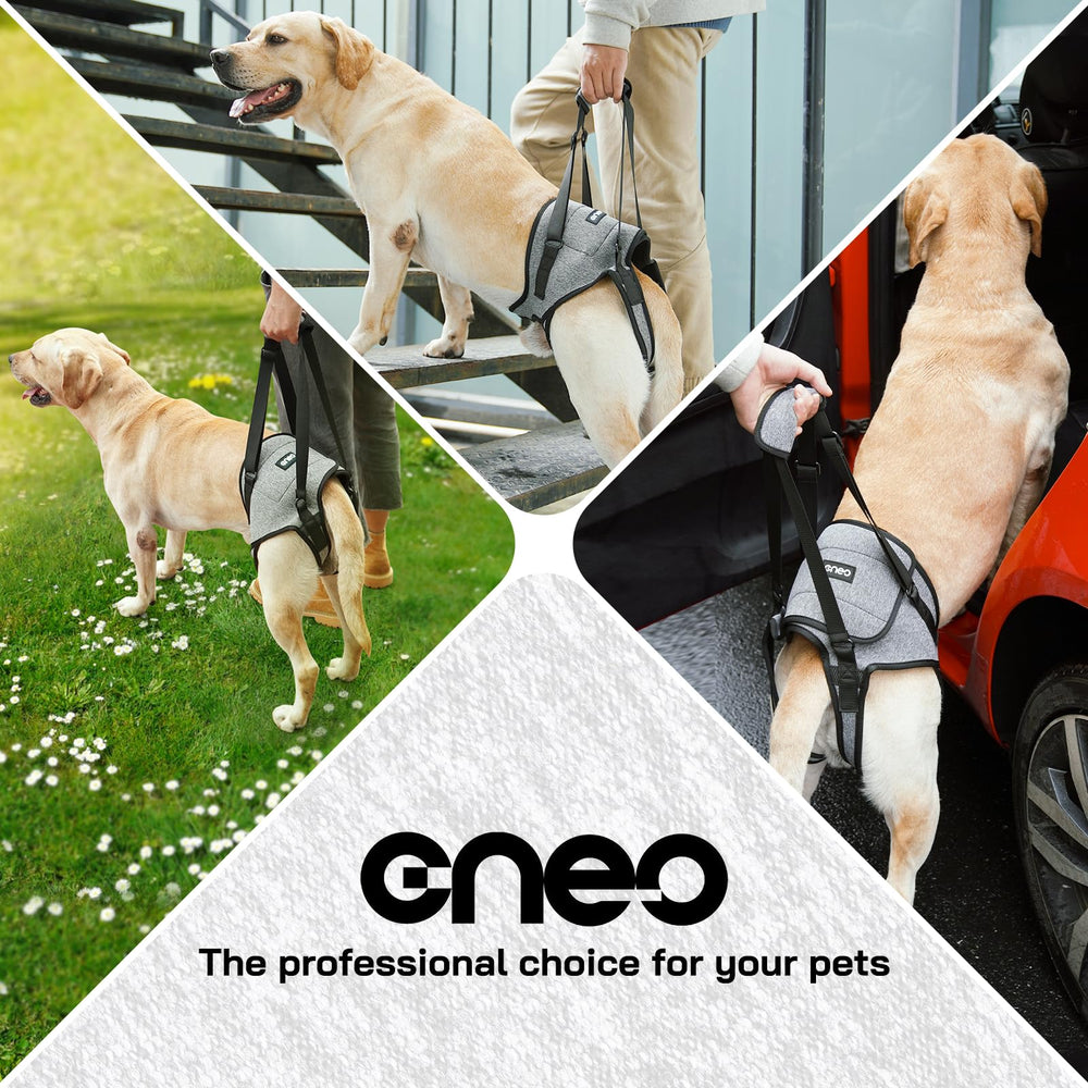 CNEO Dog Lift Harness in car usage scene for safer entry.