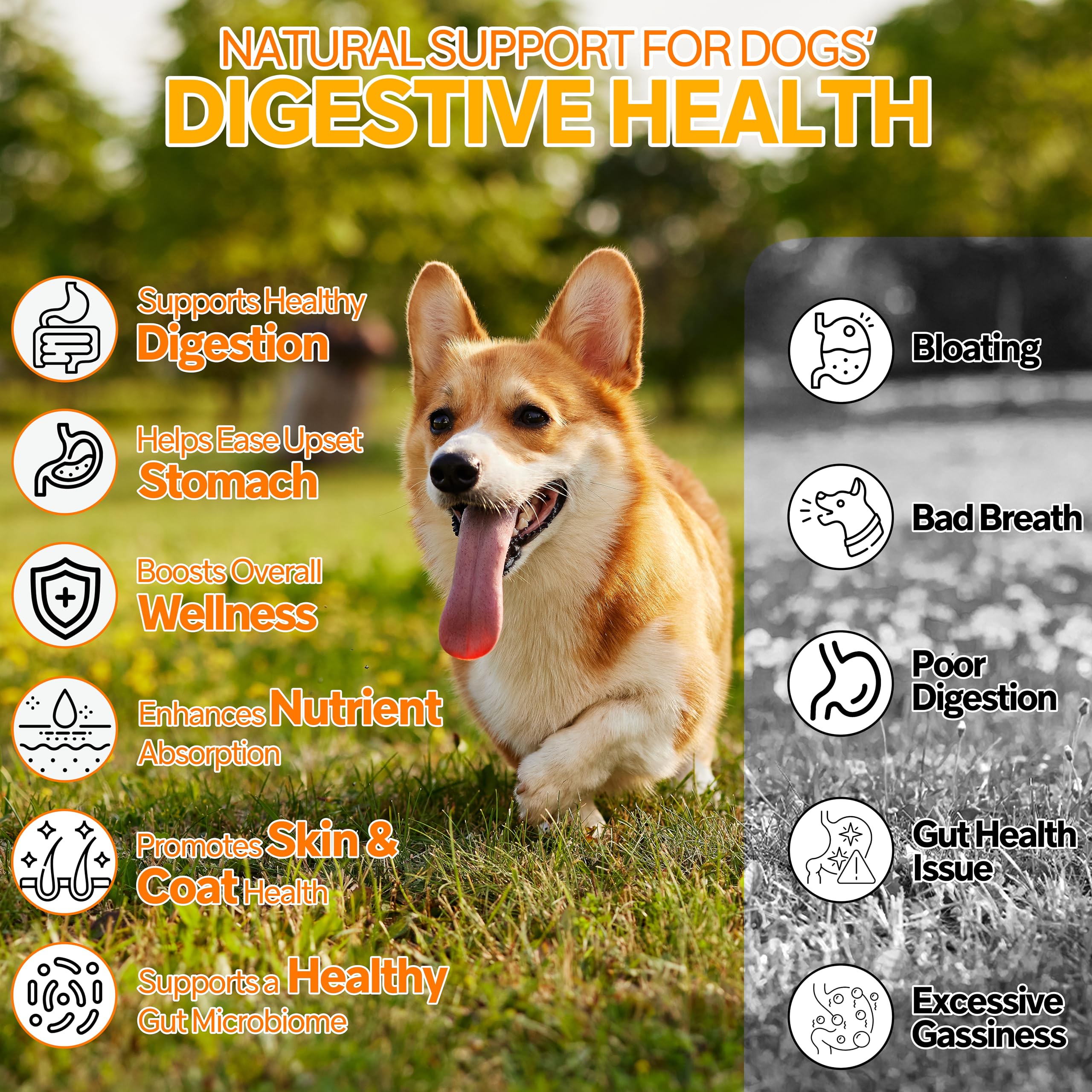 Cnido Petteri immune-support chews highlight prebiotics to help balance gut and defenses.