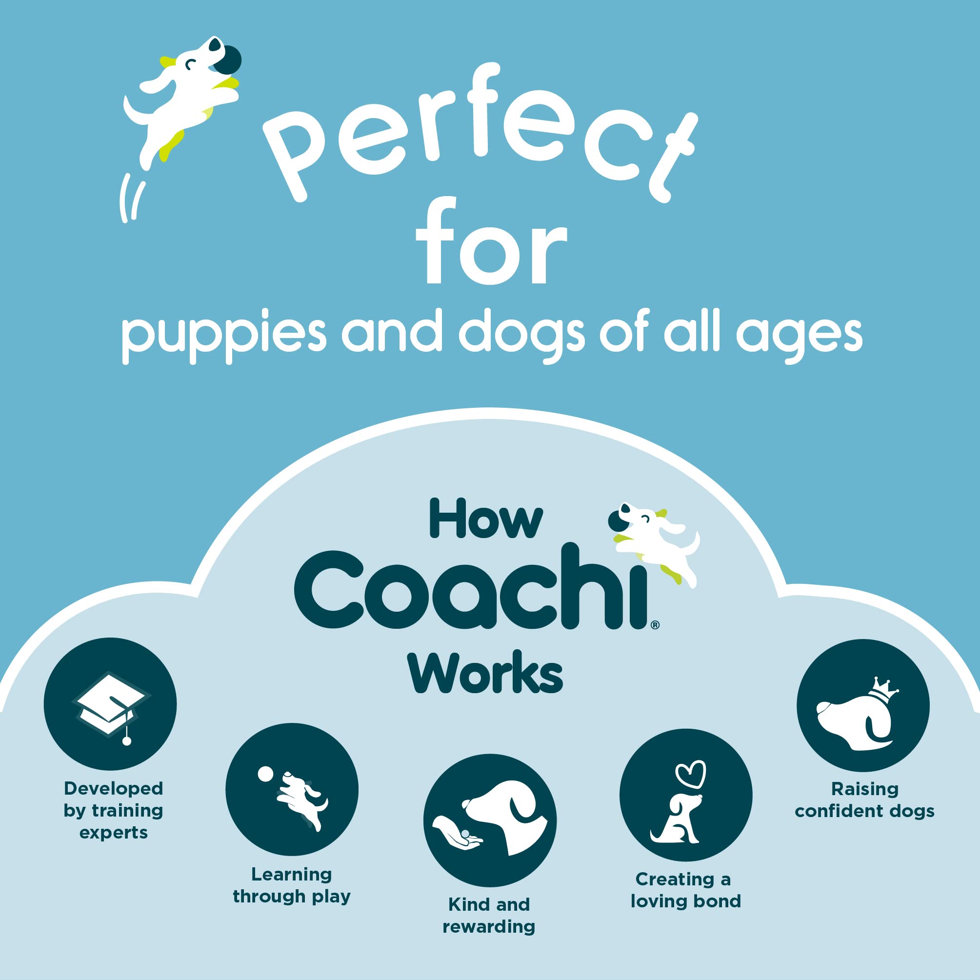 Coachi Training Line two-tone design on a dog in use.