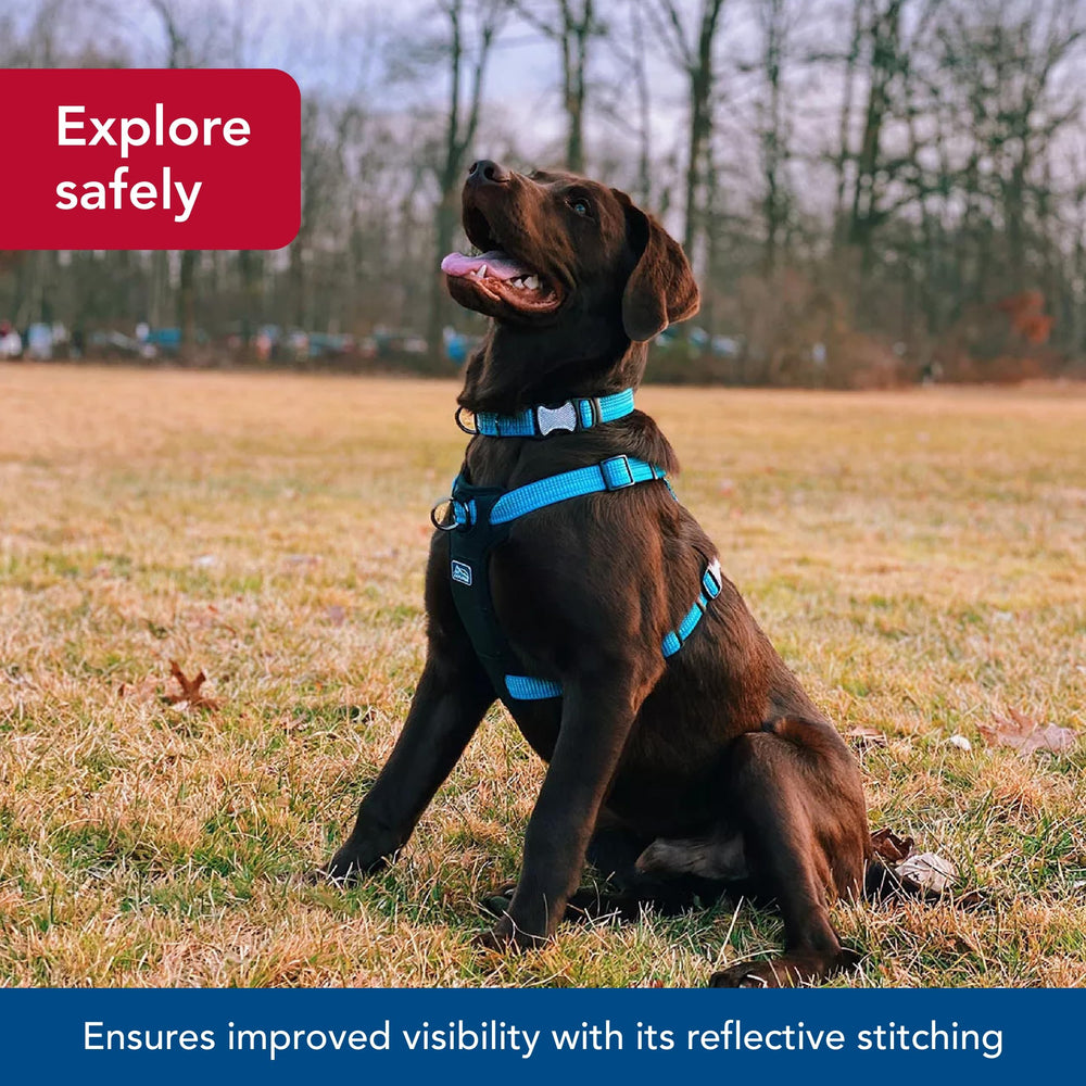 Coastal K-9 Explorer adjustable fit harness shows secure sizing for various dogs