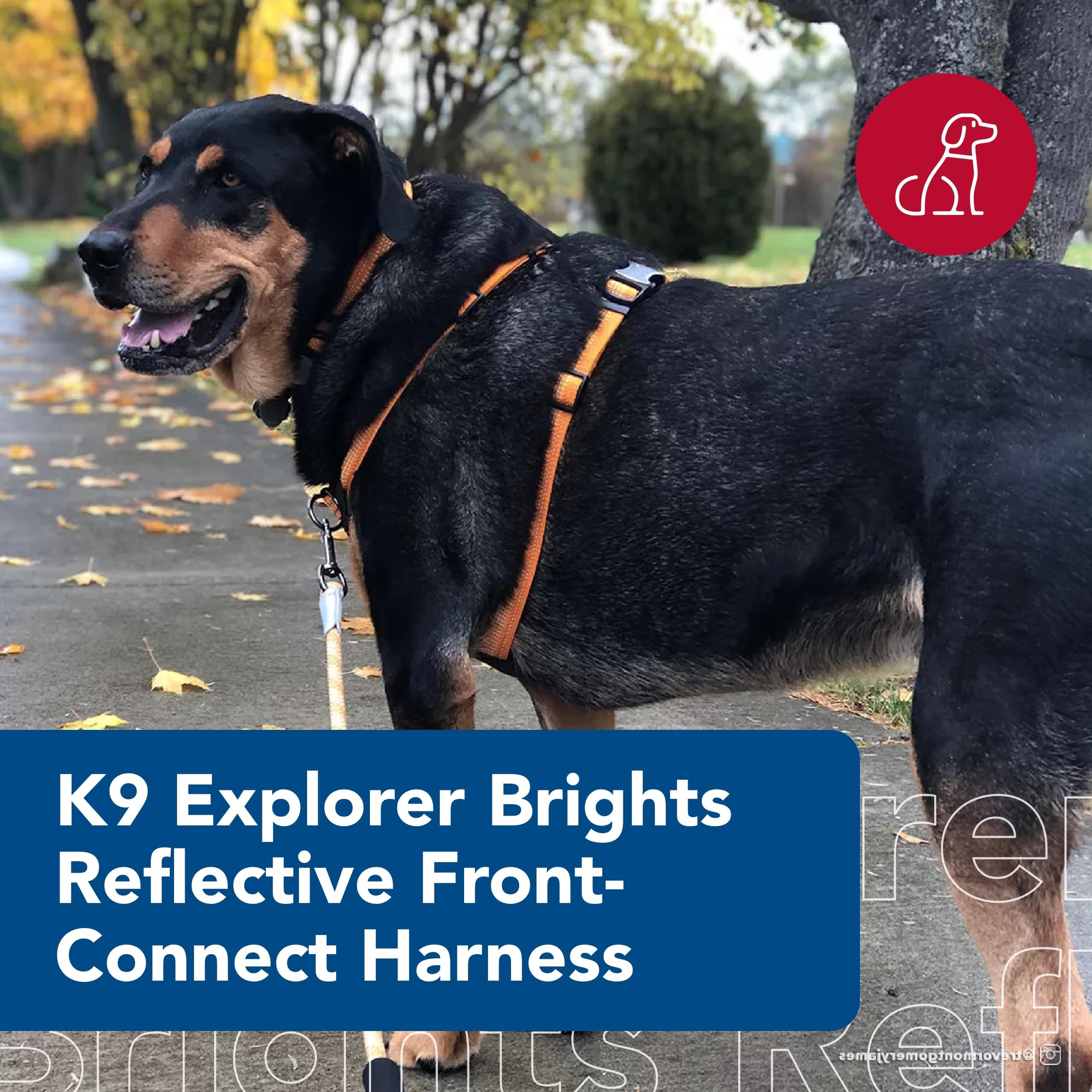Coastal K-9 Explorer adjustable fit ensures comfortable daily wear