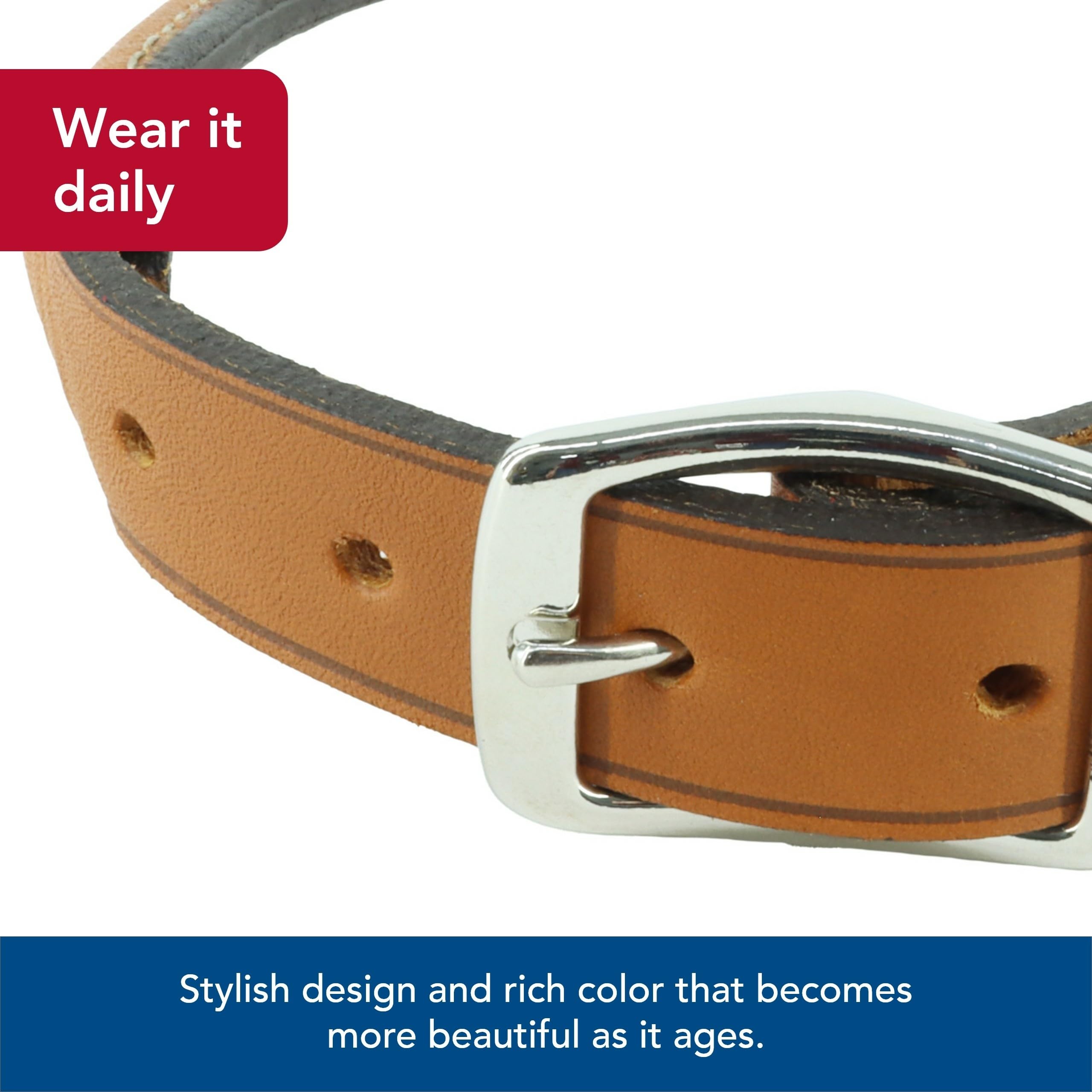 Coastal Pet Circle T Oak Tanned Leather Round Collar in tan shade on sunlit outdoors.