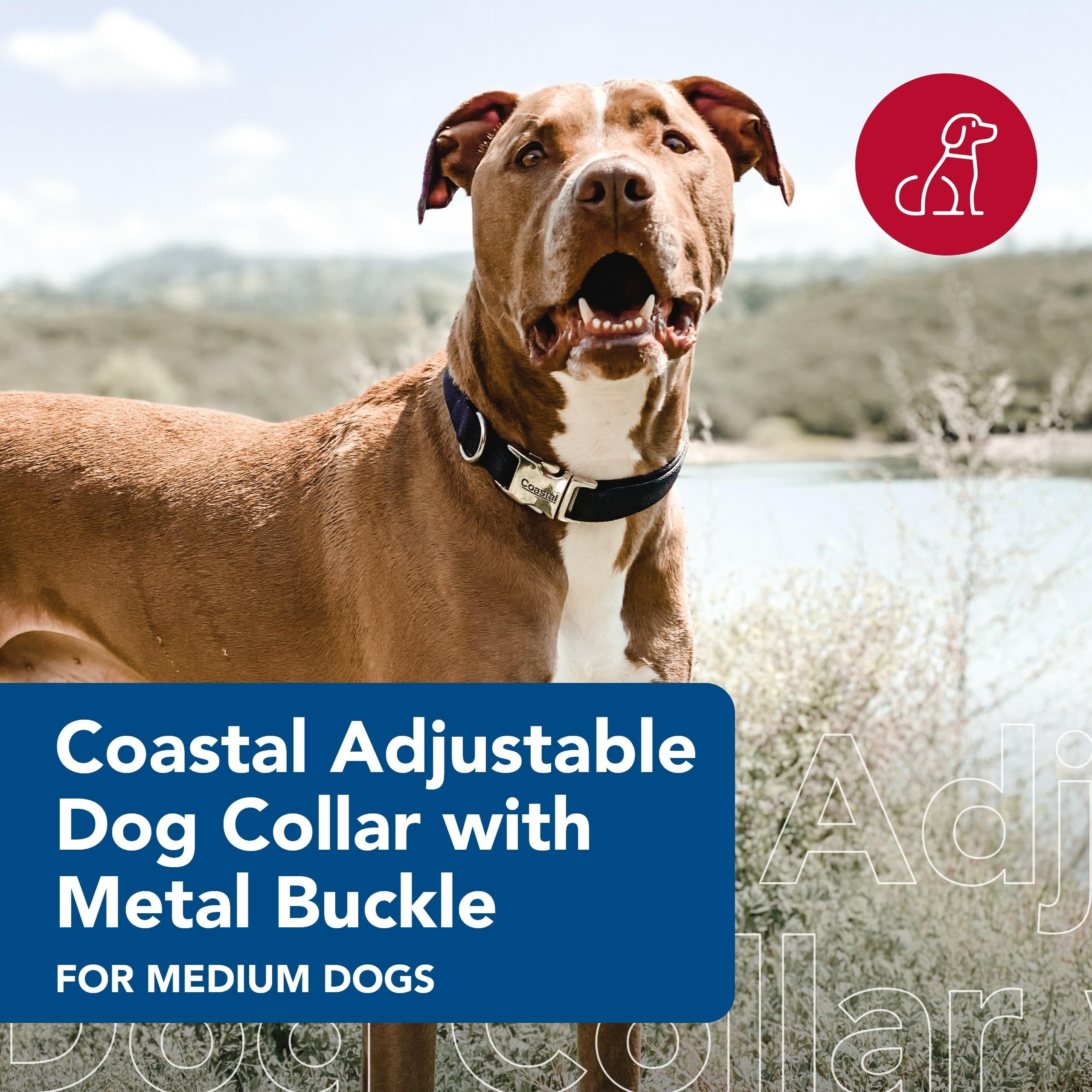 Coastal Pet lime collar with metal buckle offers secure fit for tie-out and outdoor adventures.