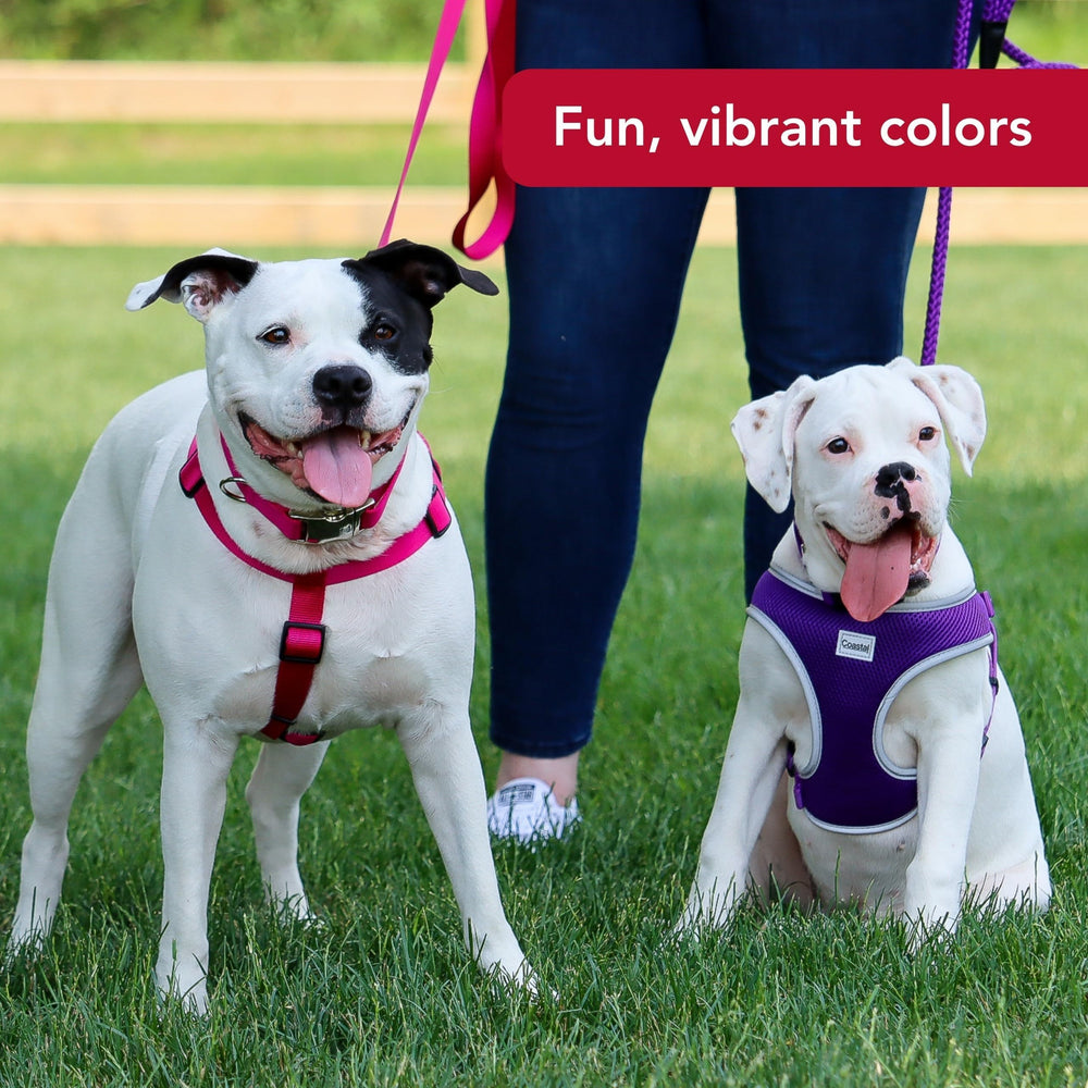 Coastal Pet Comfort Soft Wrap Harness purple on-dog use shows everyday versatility and safety