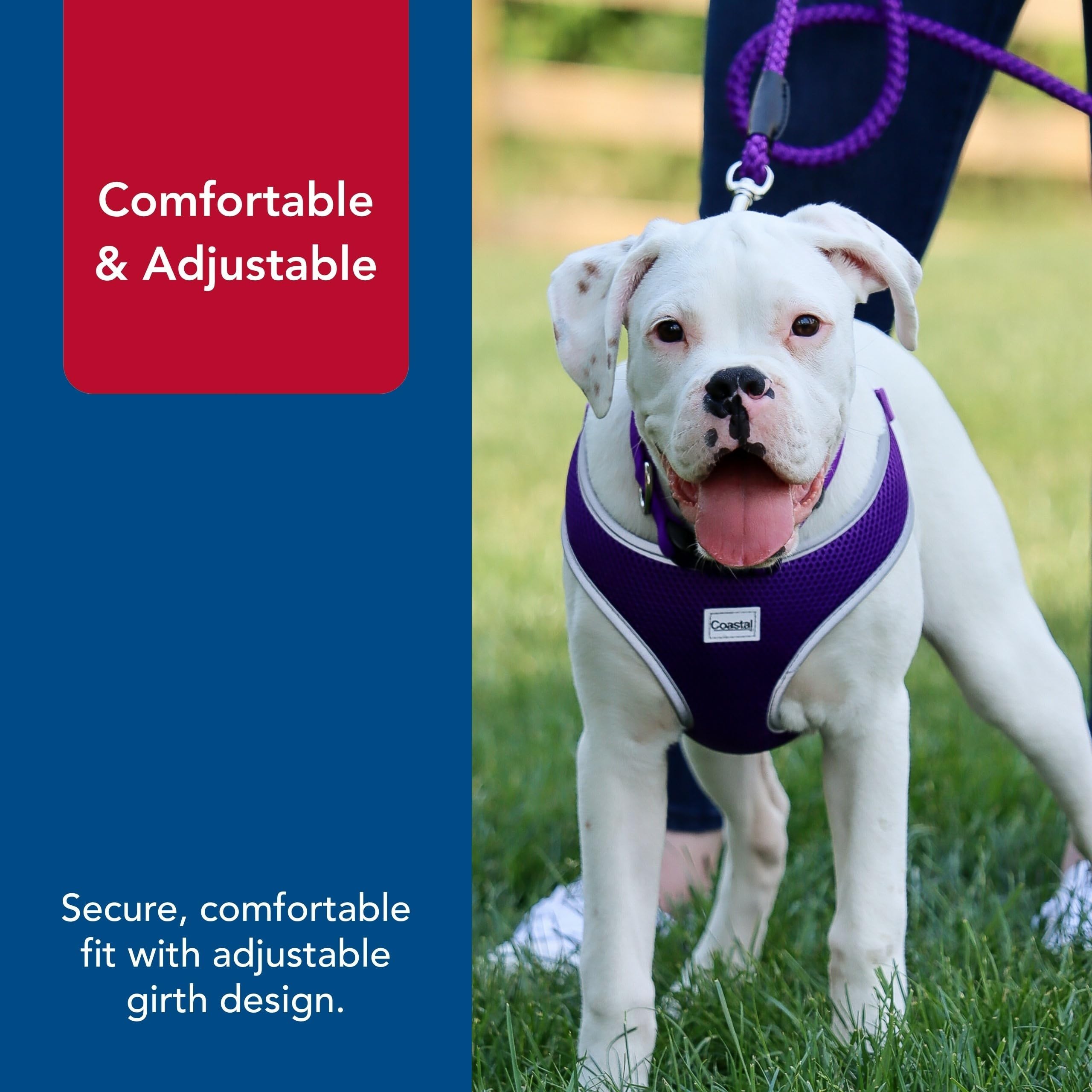 Coastal Pet Comfort Soft Wrap Harness purple reflective piping boosts visibility during dusk walks