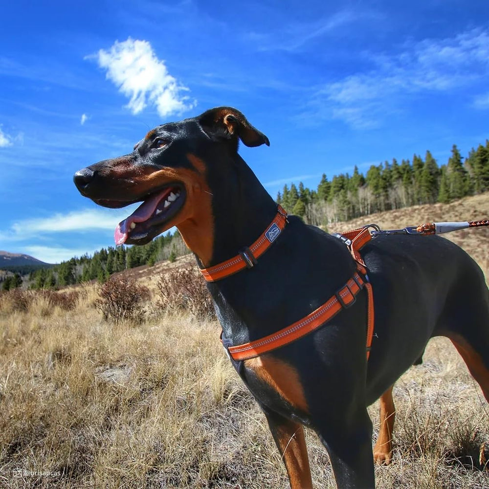 Coastal Pet K9 Explorer movable D-ring enables easy leash attachment.