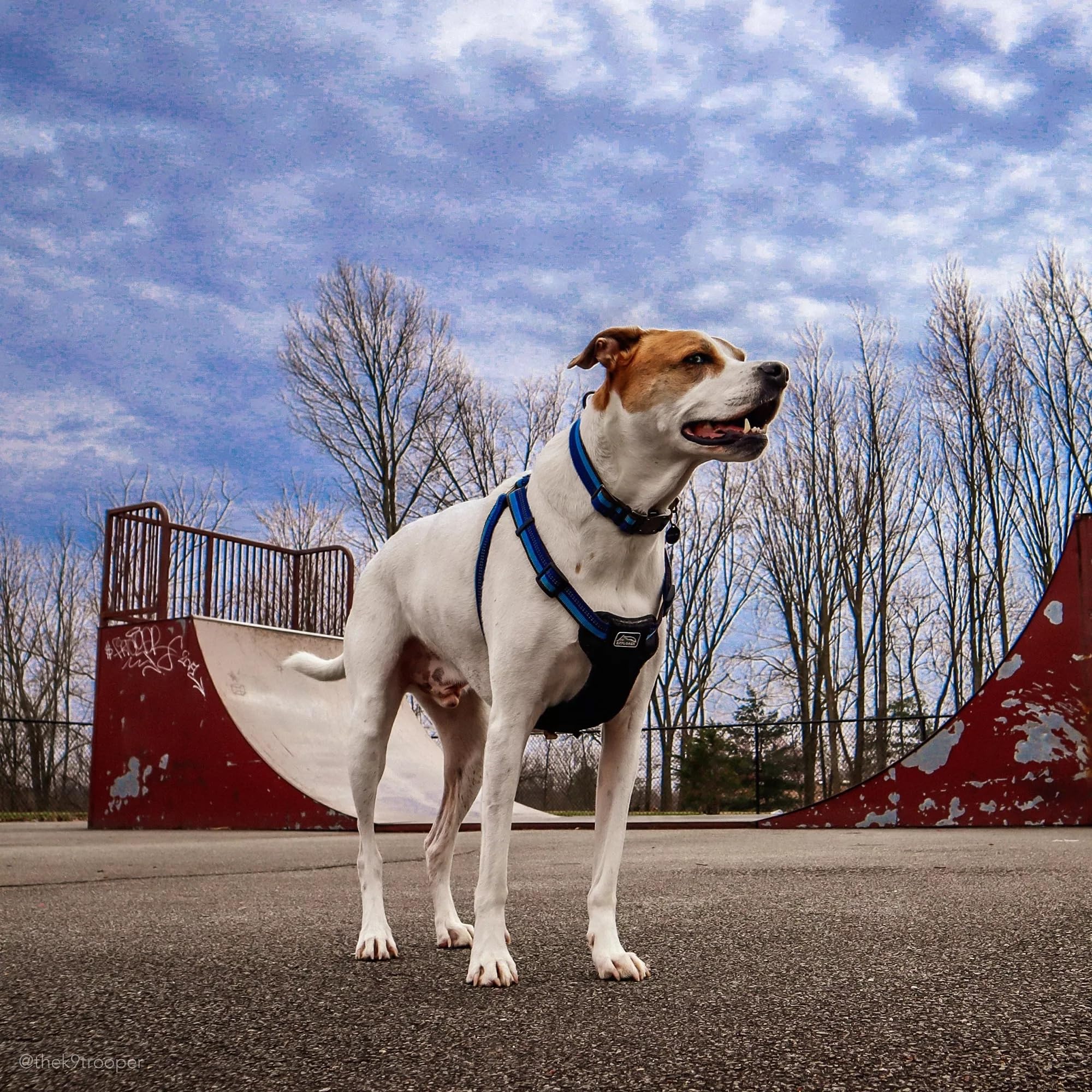 Coastal Pet K9 Explorer reflective stitching shines at dusk for safer night walks.
