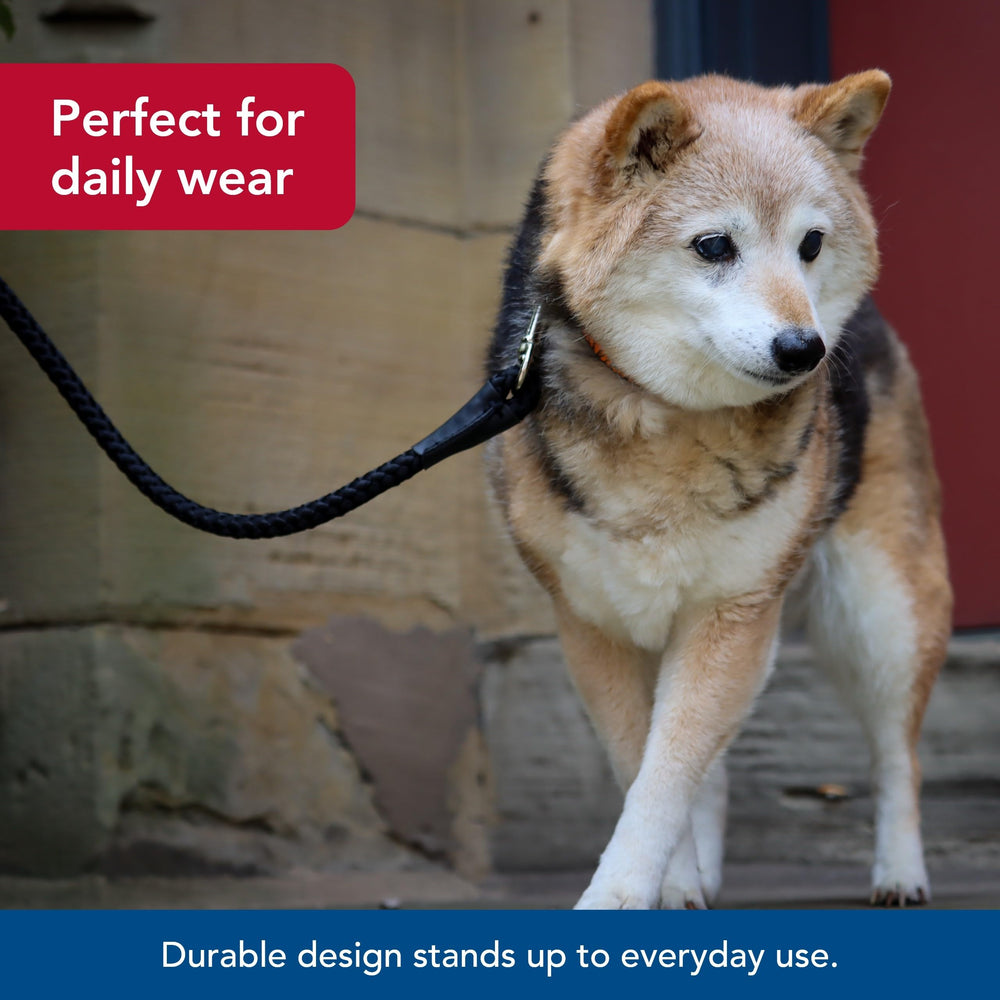 Coastal Pet teal leash fade-resistant color stays bright through daily outdoor adventures.