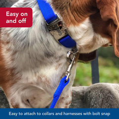 Coastal Pet leash in use during a city walk highlighting quick attachment and control.