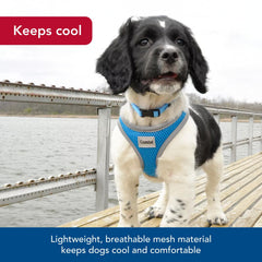 Coastal Pet reflective piping on harness increases visibility for safer evening walks